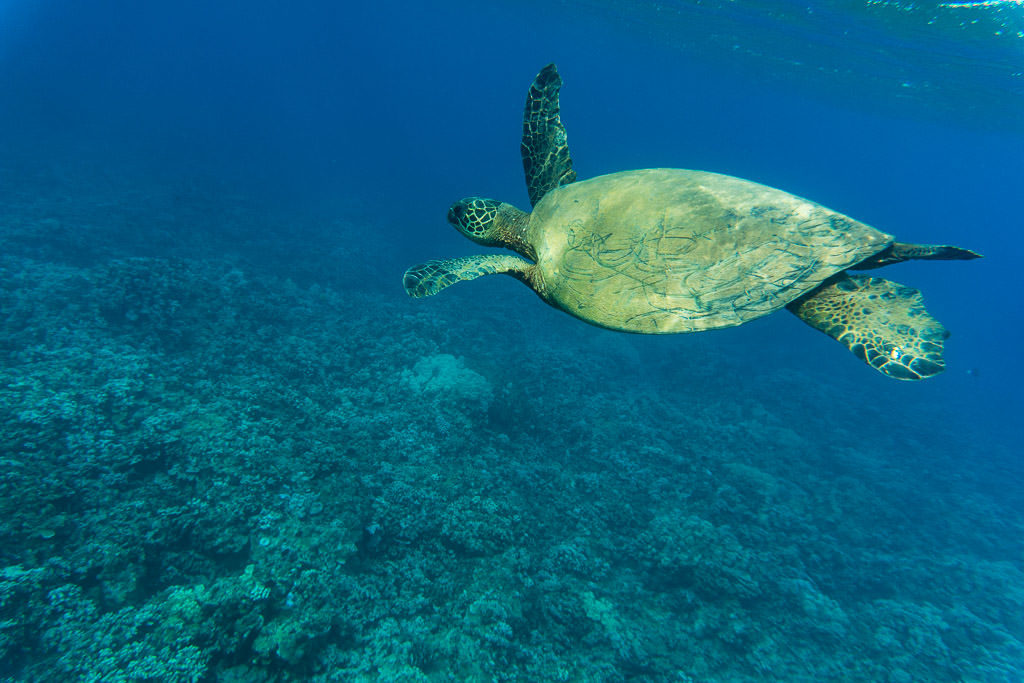 Hawaiian Green Sea Turtle while snorkeling in molokai with Molokai Fish and Dive