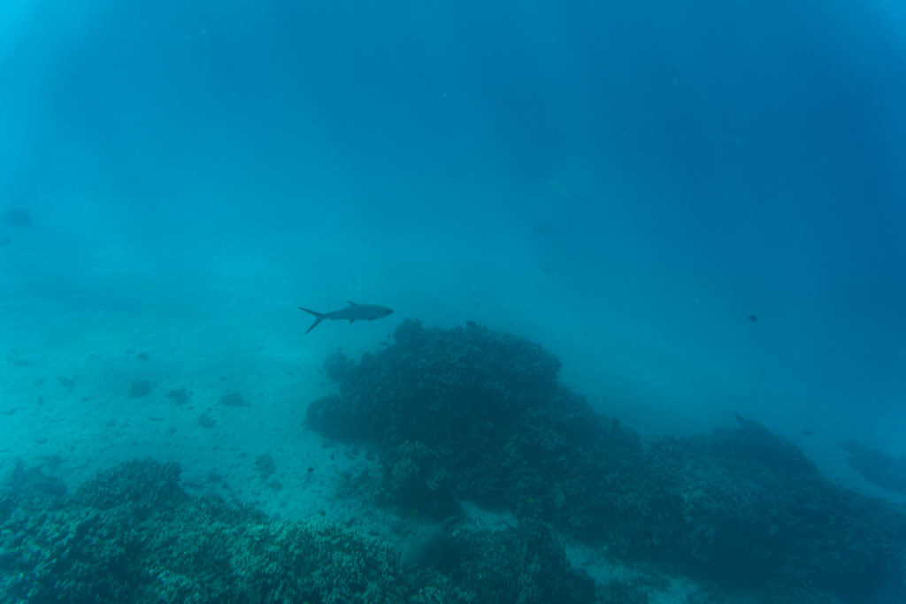 fish that looked like a shark in molokai