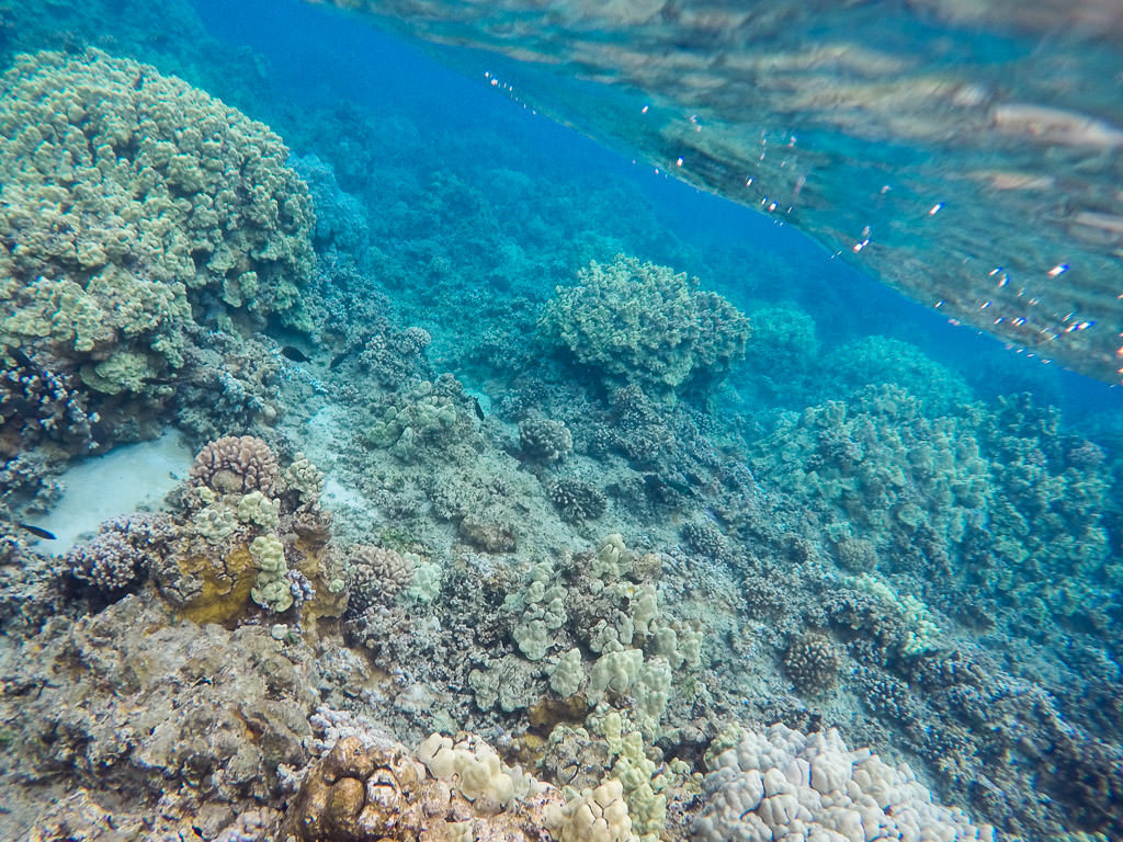 snorkeling in molokai reefs