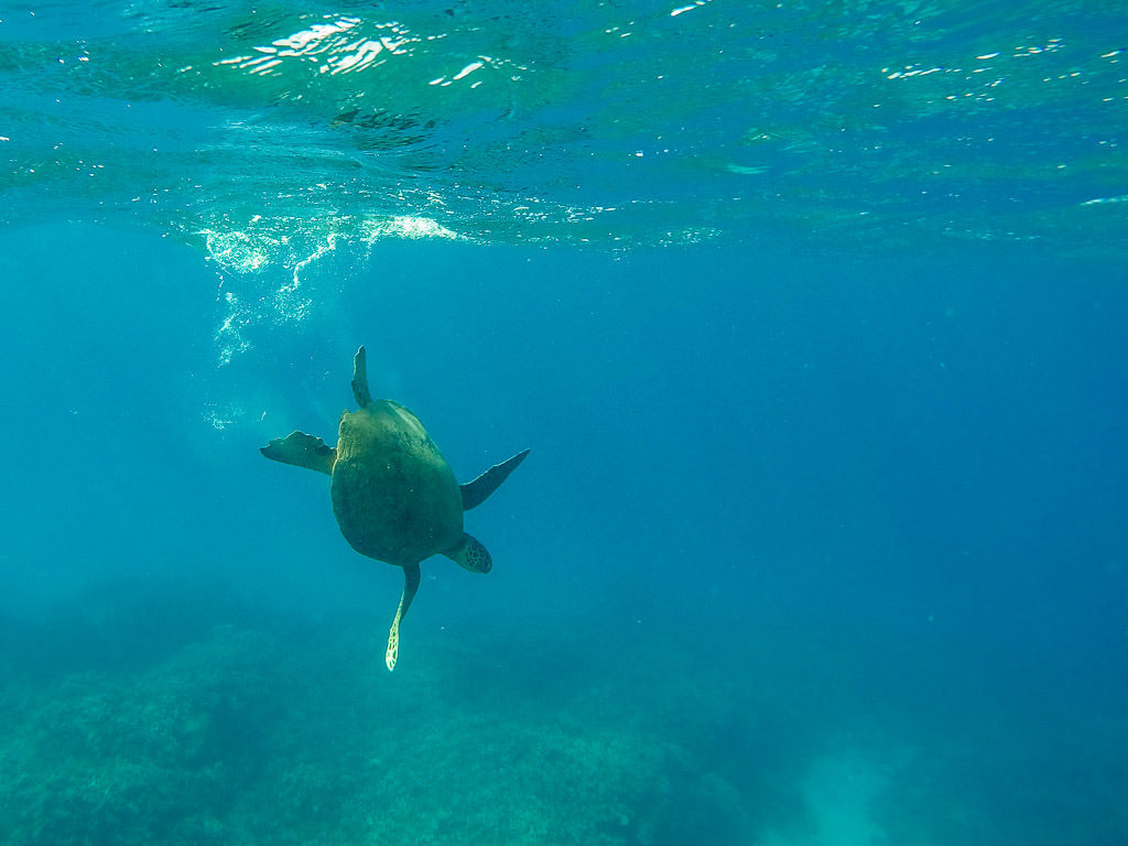 Hawaiian Green Sea Turtle in molokai