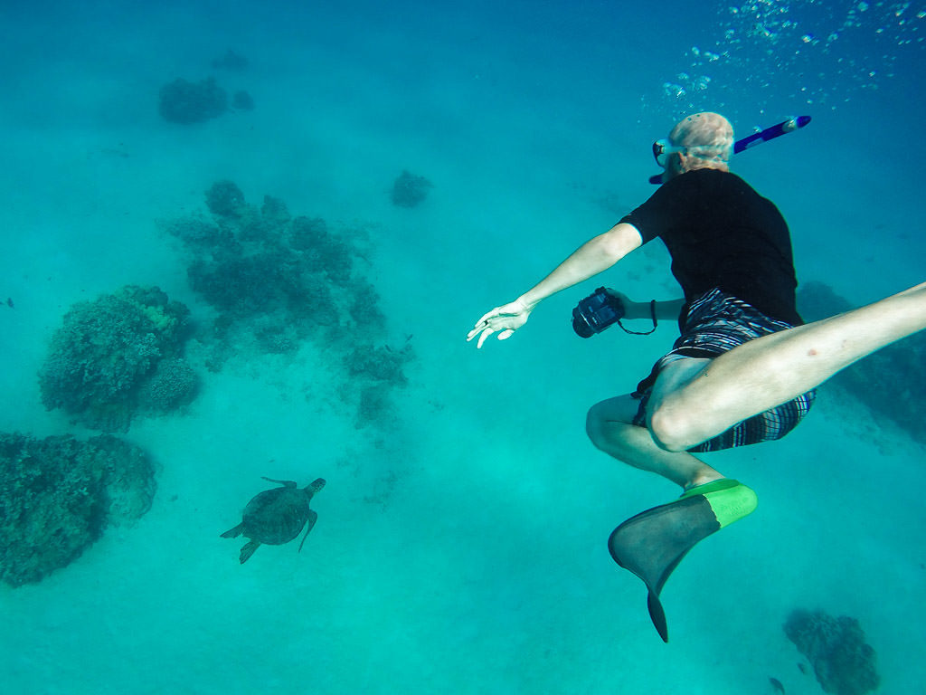 buddy photographing a Hawaiian Green Sea Turtle during snorkeling tour in molokai