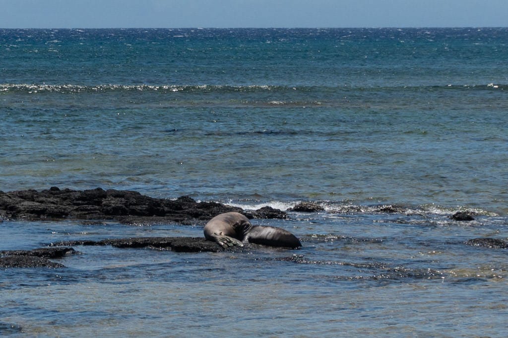 monk seals at Kalaupapa Molokai during our kalaupapa tour
