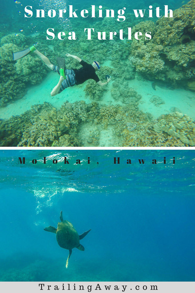 Best Off-Shore Snorkeling in Molokai with Hawaiian Green Sea Turtles