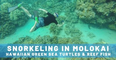 Best Off-Shore Snorkeling in Molokai with Hawaiian Green Sea Turtles