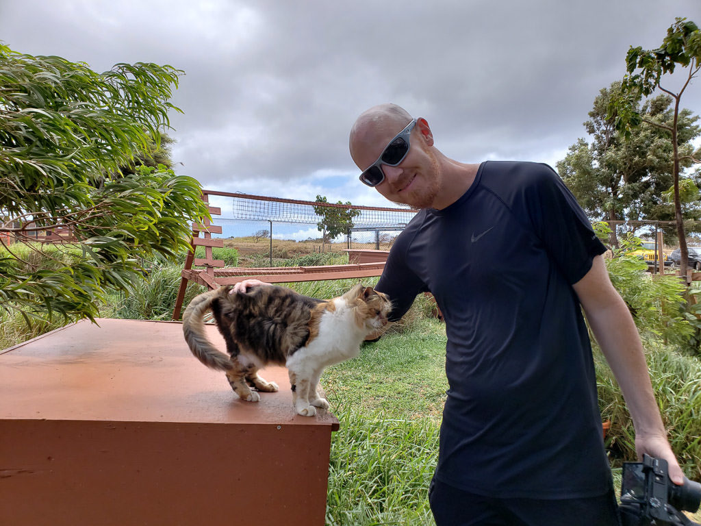 petting a cat at the lanai cat sanctuary on a day trip to lanai
