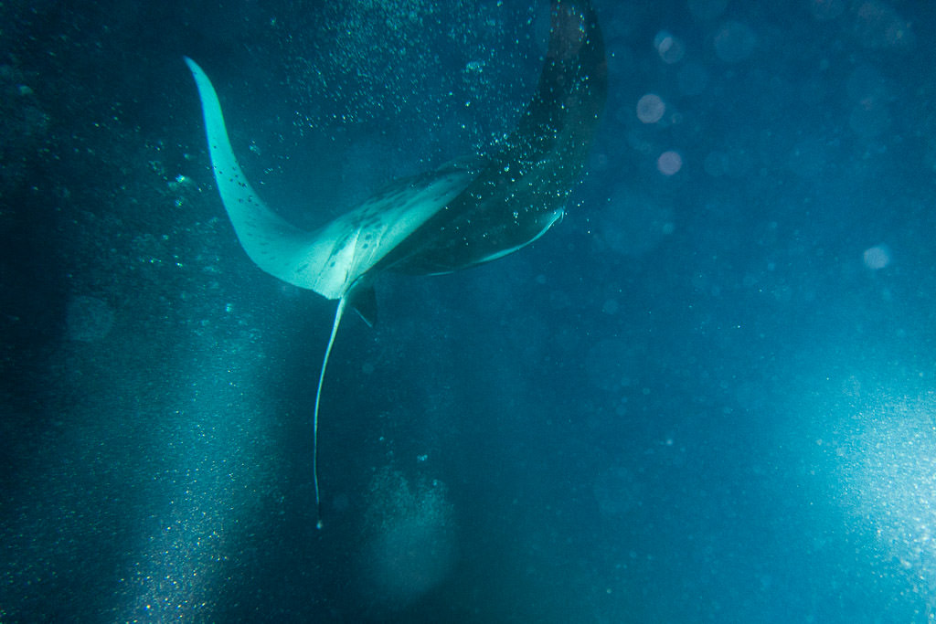 big island manta ray snorkel