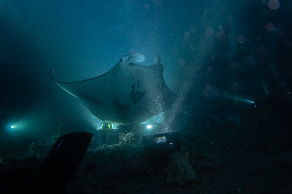 Manta Ray swimming directly over the campfire in Kona