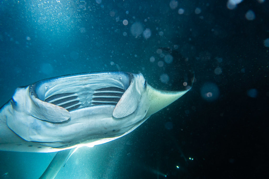 Manta Ray with its mouth open grabbing all the plankton attracted by our underwater flashlights