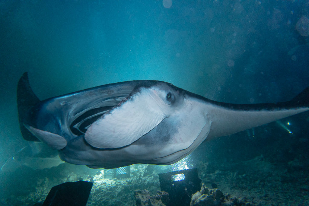 manata ray during big island dive in kona