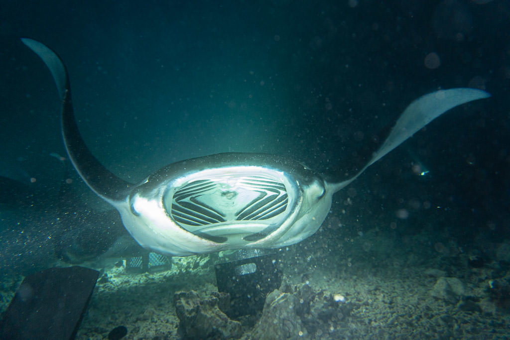 Manta Ray with its mouth wide open swimming over the campfire directly towards Buddy