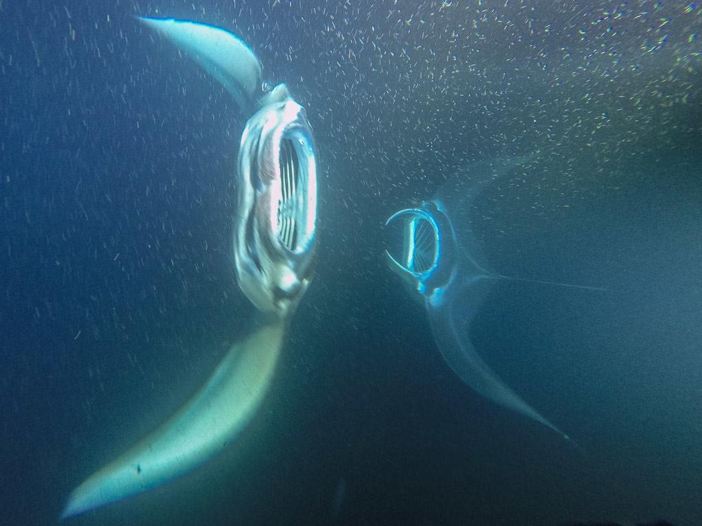 Two manta rays swimming up from the depths of the dark water towards the snorklers during the tour