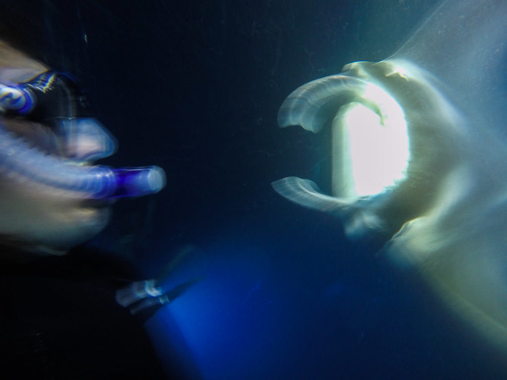 Brooke with a huge manta ray swimming close to her face