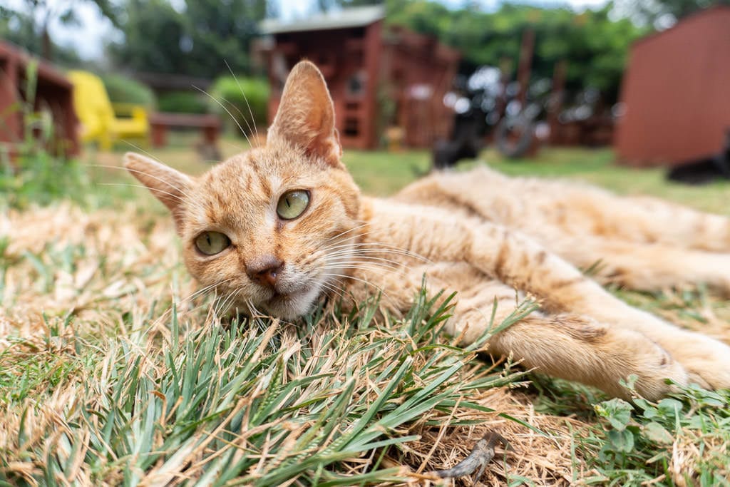 ginger cat at lanai cat sanctuary
