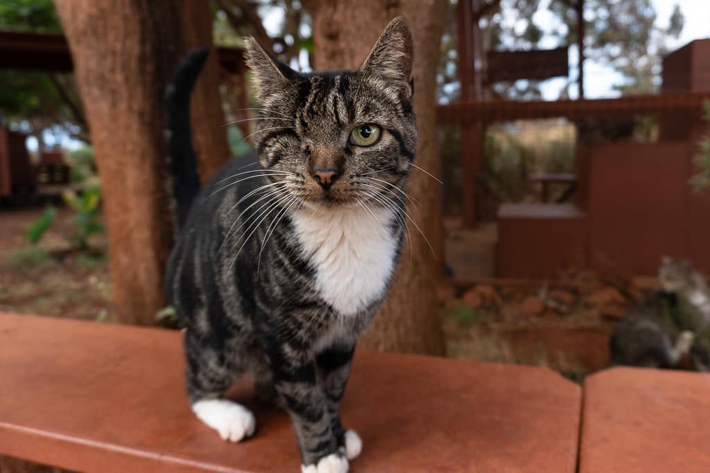one-eyed cat at lanai cat sanctuary