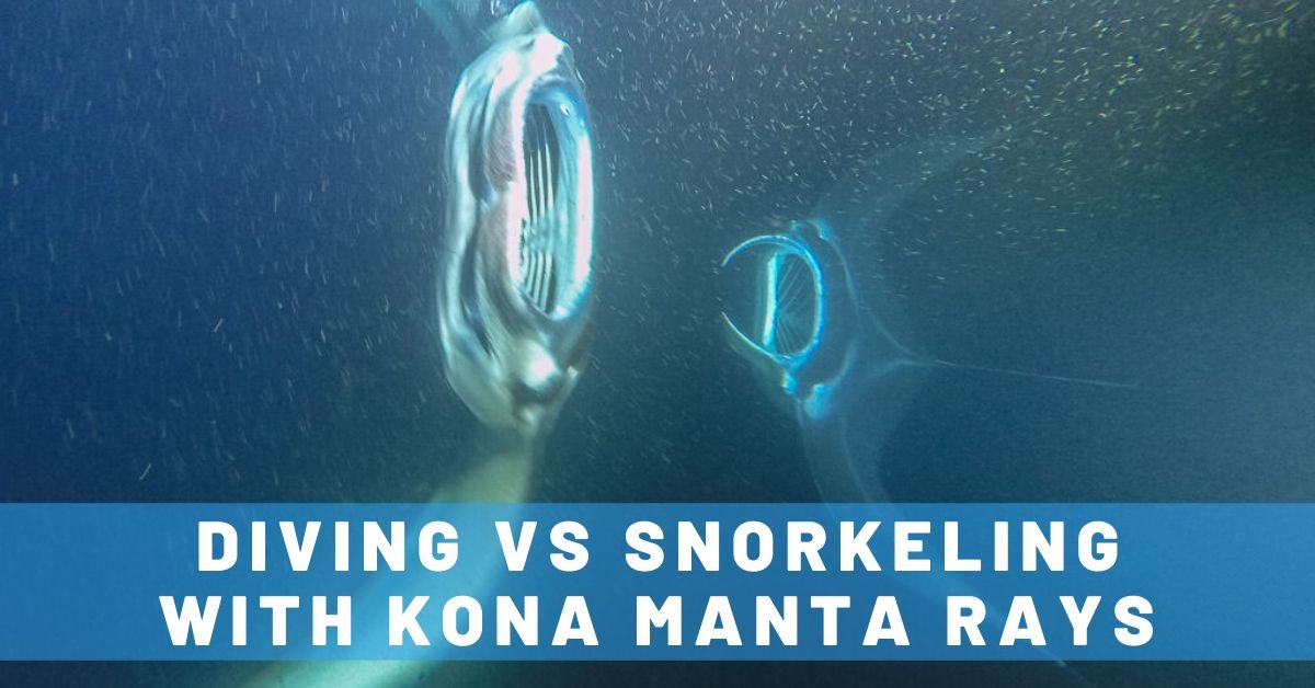 Amazing Big Island Hawaii Manta Ray Experience: Night Diving vs. Snorkeling