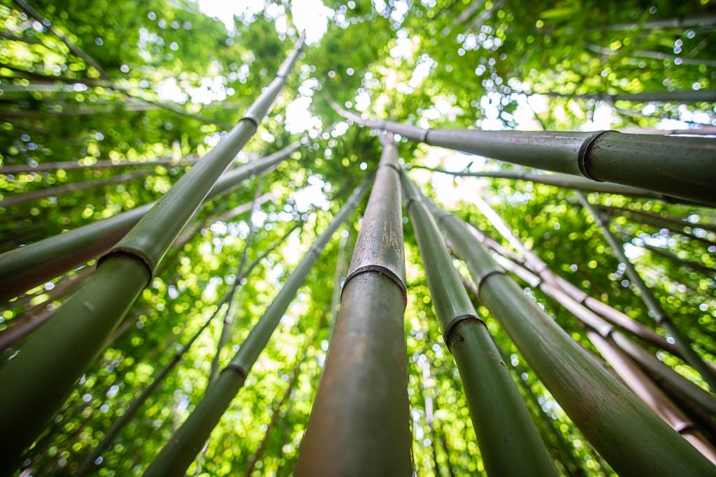 Looking up some of the long stalks of the bamboo forest towards the sunny sky