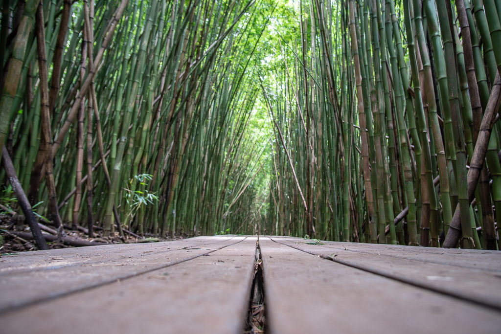 walking boardwalk in the Maui Bamboo forest on the Pipiwai Trail