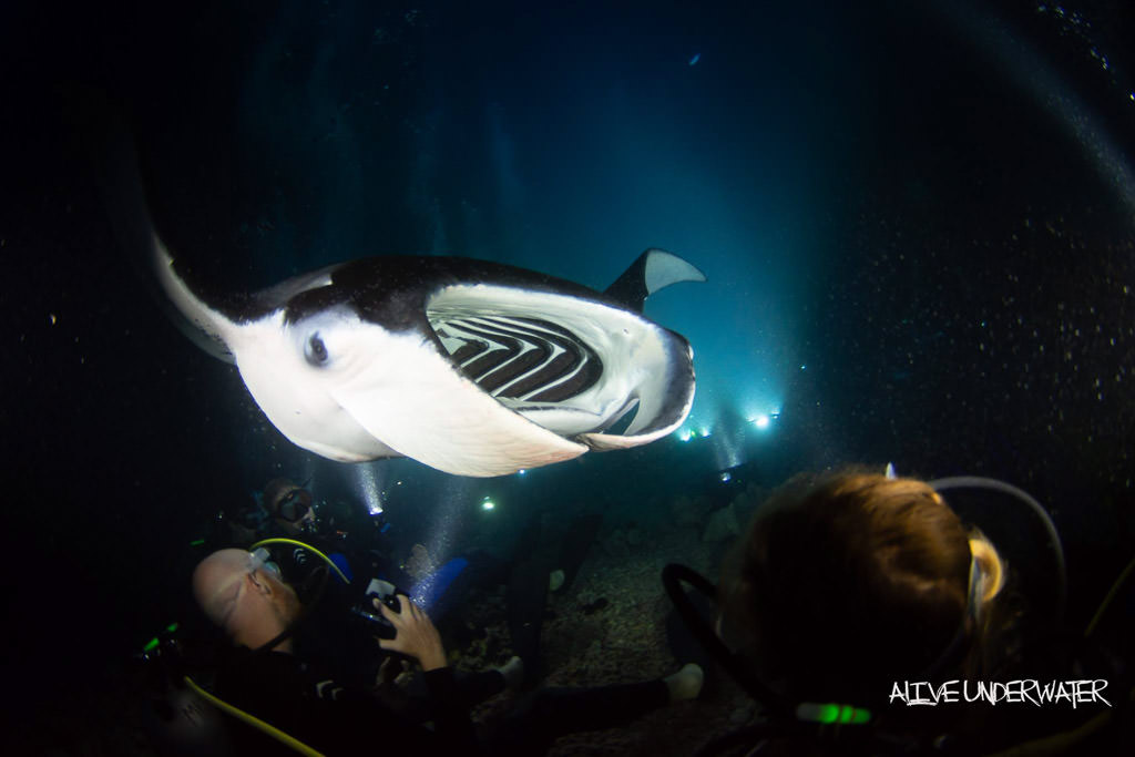 big island manta ray