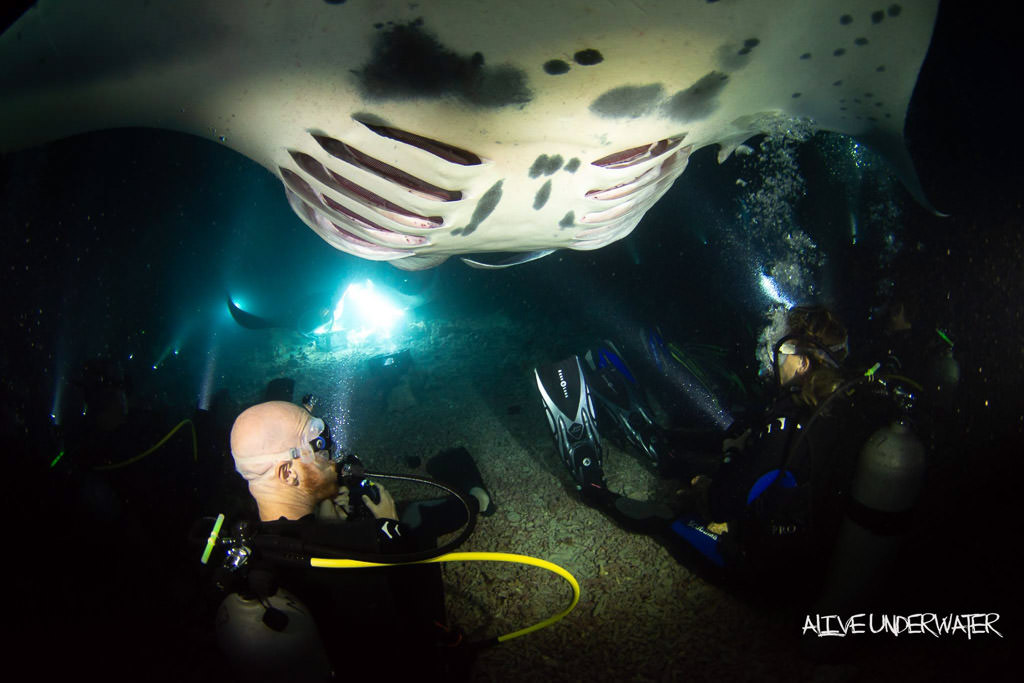 big island manta ray