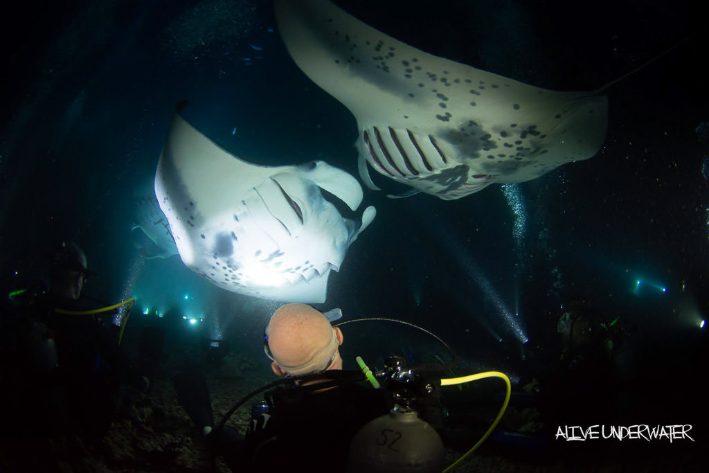 big island manta ray