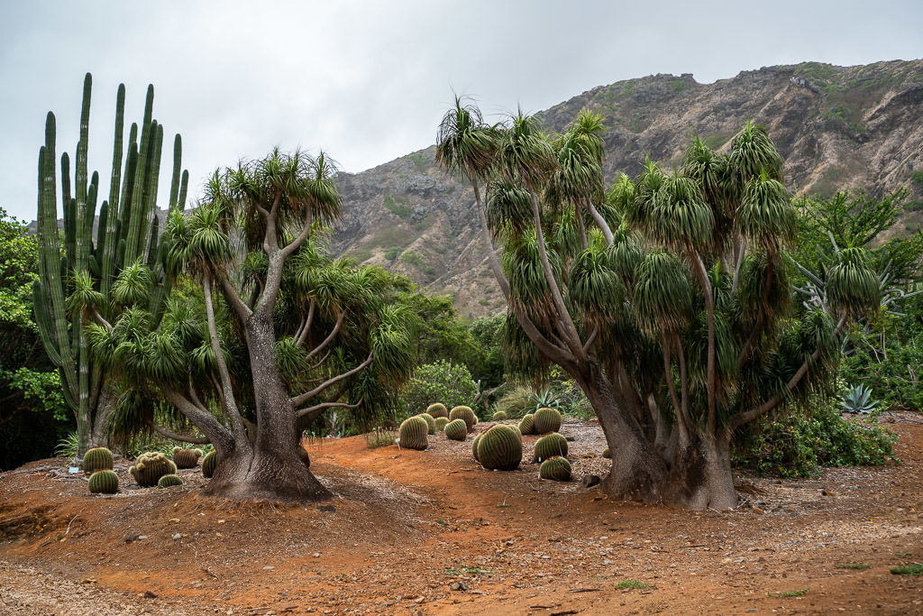 trees at Koko Crater Botanical Garden in oahu