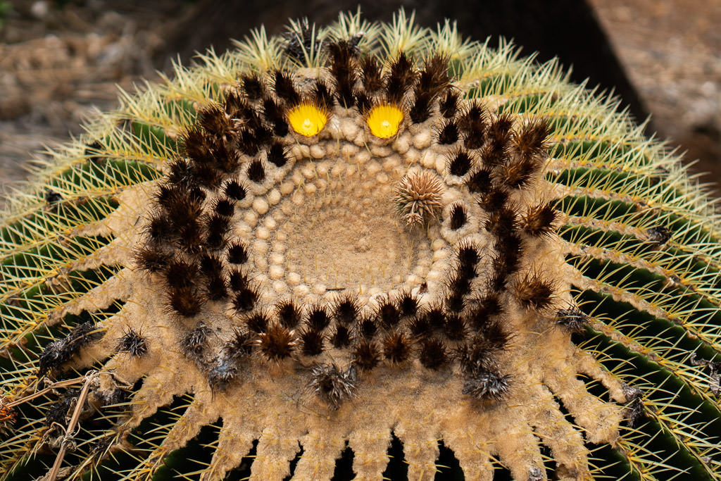 cactus plant at Koko Crater Botanical Garden in oahu