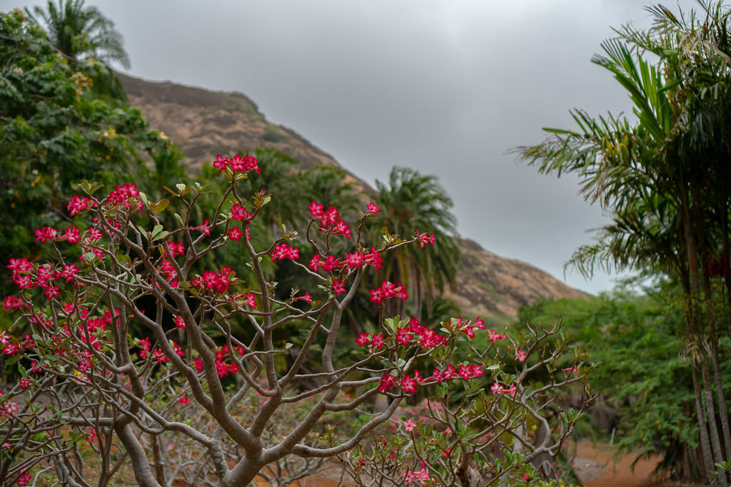 flowers at Koko Crater Botanical Garden in oahu