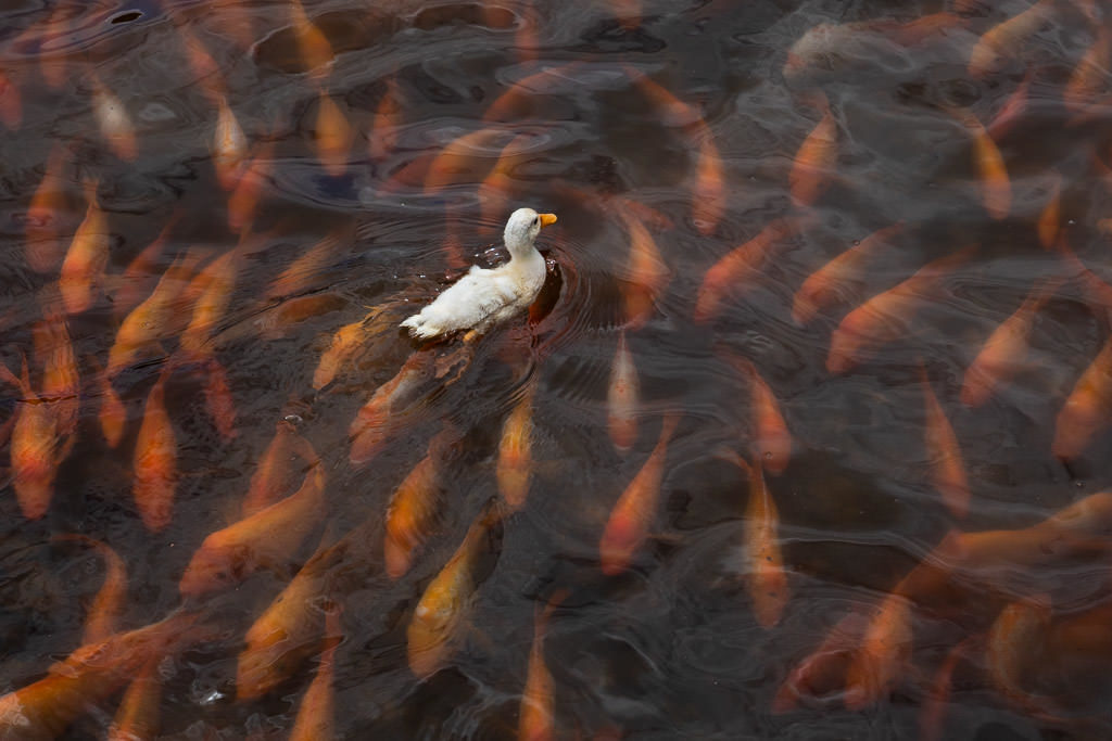 fish and duck at Ho’omaluhia Botanical Garden