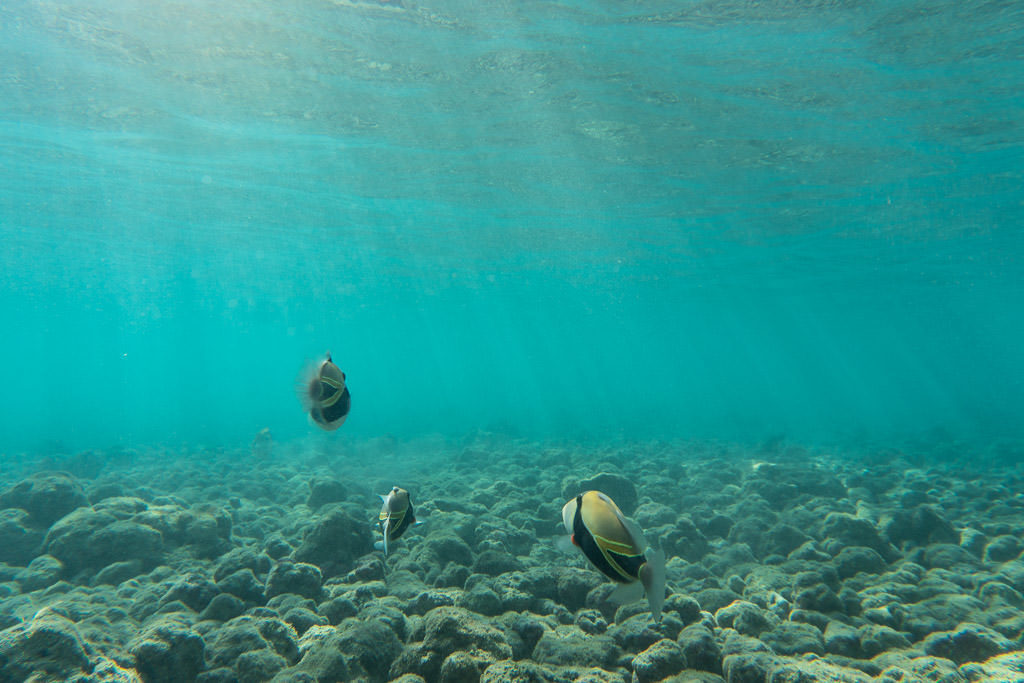 reef fish scene underwater snorkeling at Hanauma Bay Nature Preserve