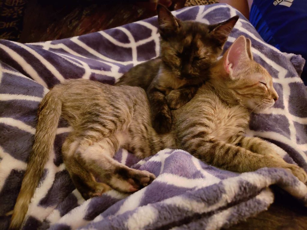 kittens snuggling during cat sitting in colorado