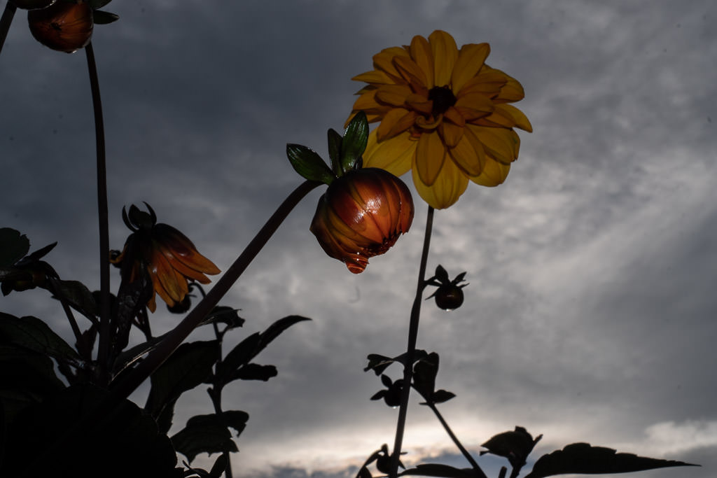 flowers at sunset at inverness botanic garden