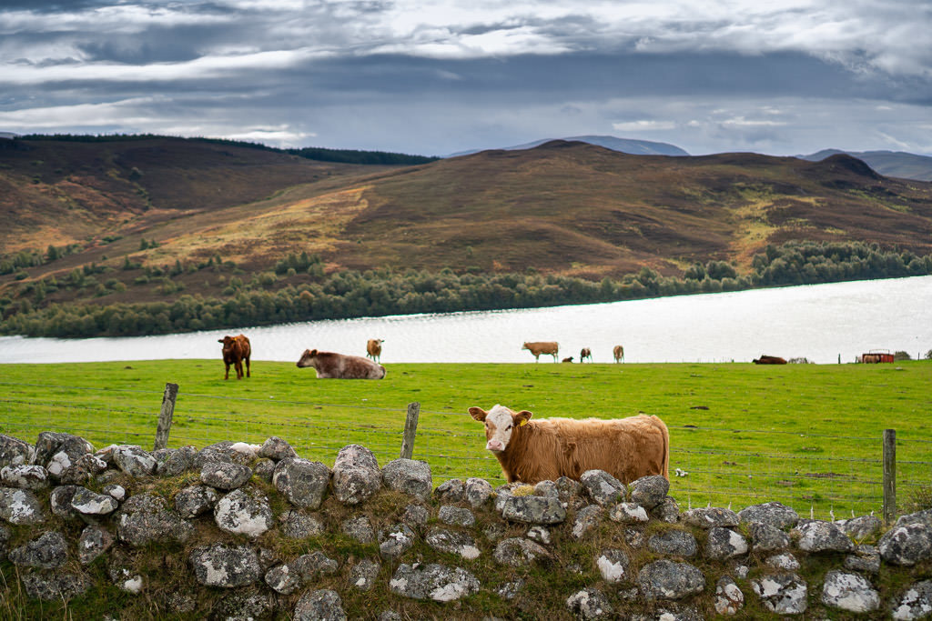 cows in scottish highlands near loch ness in inverness, scotland