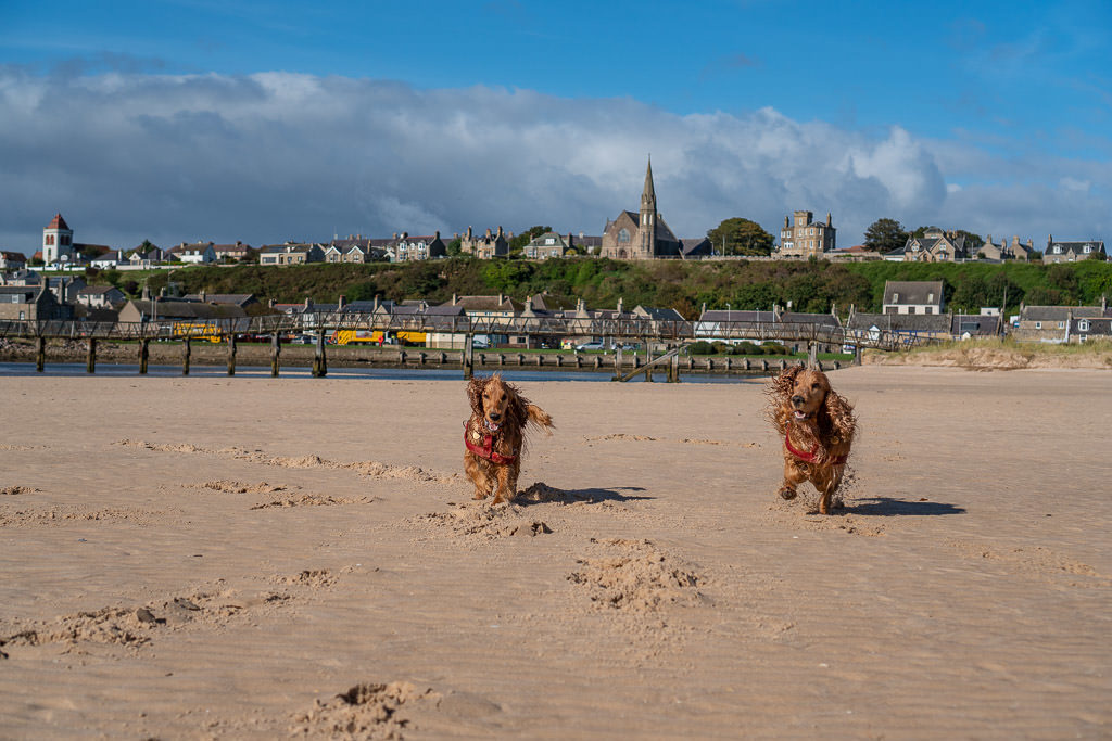 dogs running around on Lossiemouth Beach near inverness Scotland with small town in the background