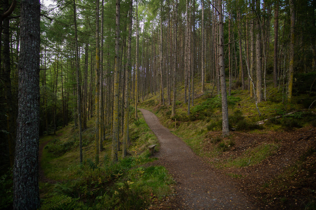 A beautiful and wooded section of the  trail to Rogie Falls from the parking lot