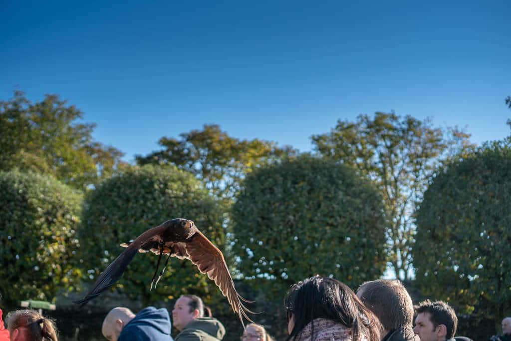 Falcon flying over the small group of people at the Falconry Demonstration at Dunrobin Castle