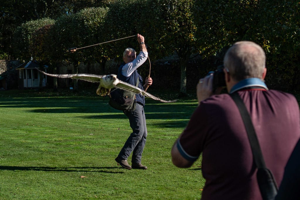 Falcon flying towards the small group of people at the Falconry Demonstration while the falconer swings a toy around to show the agility of the birds at Dunrobin Castle