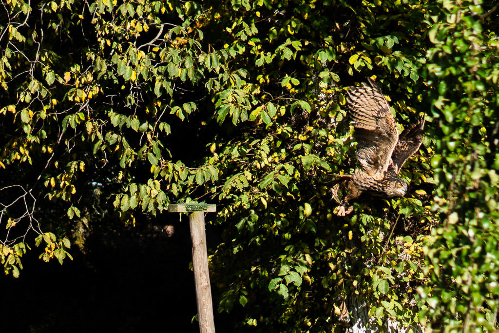 The massive Eagle Owl flying off of a perch during the Falconry Demonstration at Dunrobin Castle