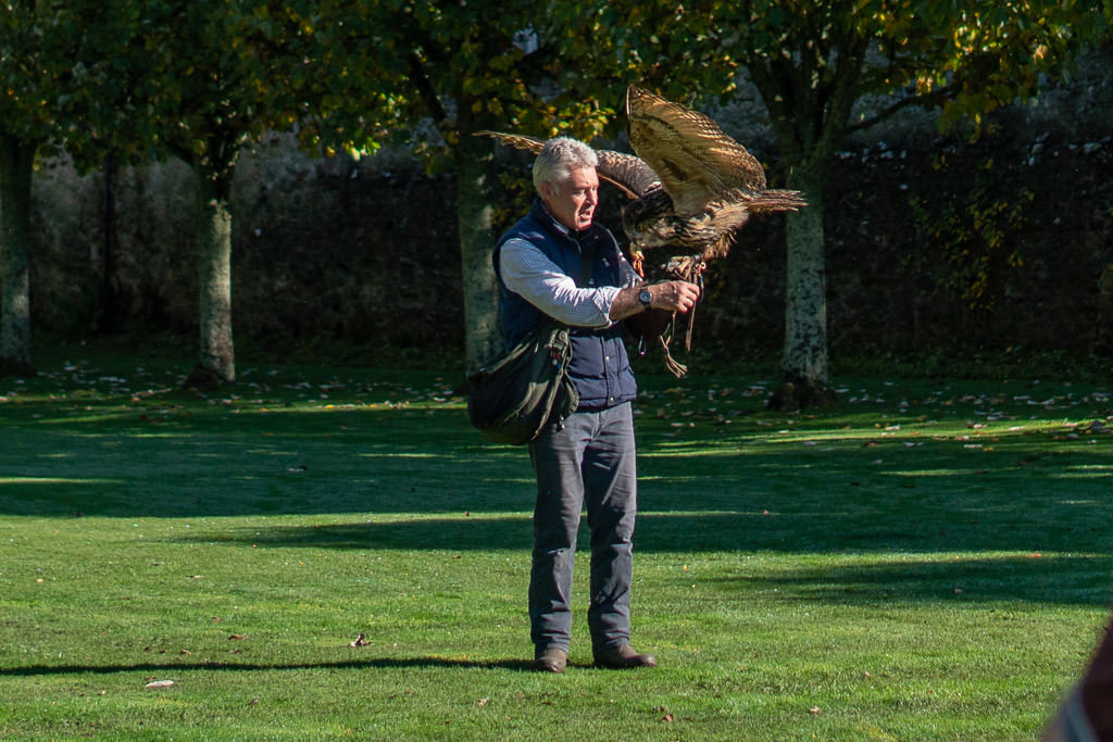 Eagle Owl on the arm of the falconer eating some meat at the Falconry Demonstration during our Dunrobin Castle Grounds Tour
