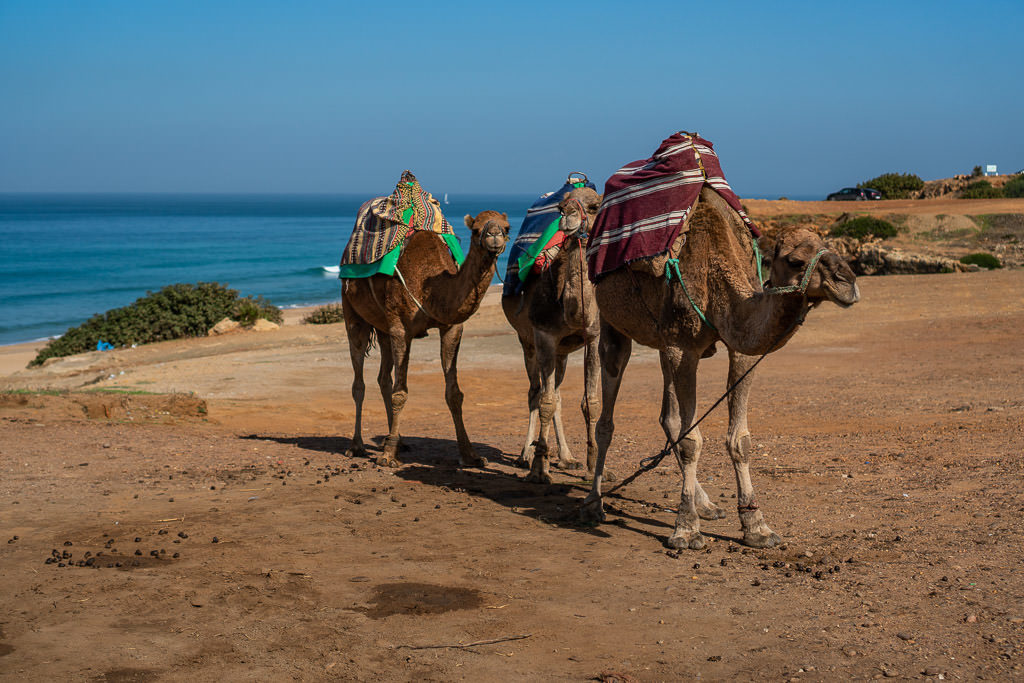 camels near strait of gibraltar in tangier on day trip to Morocco
