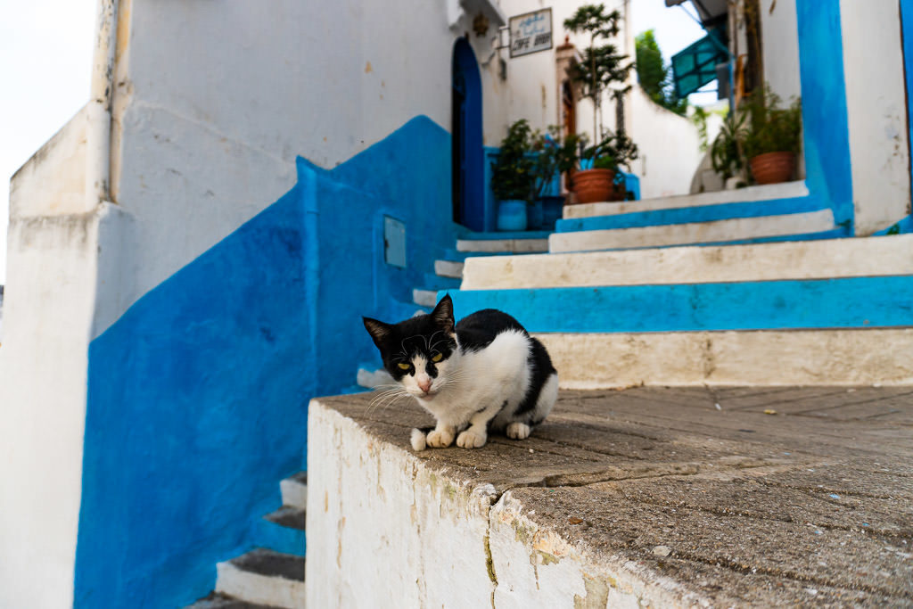 stray cat on colorful stairs in tangier morocco