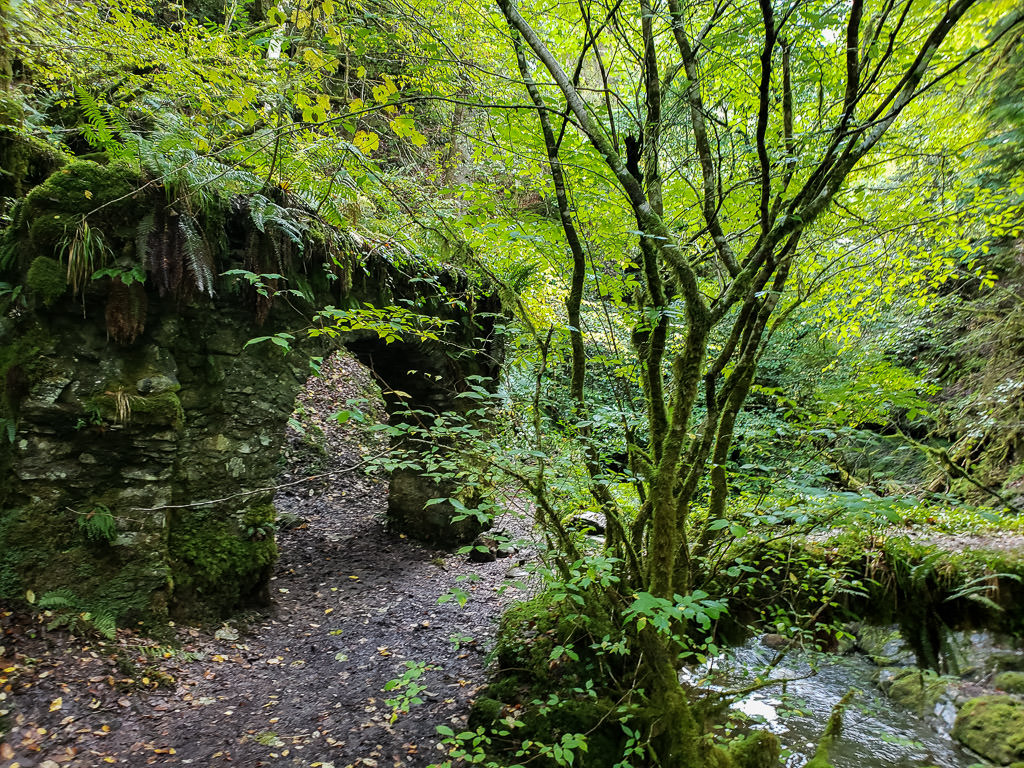 reelig glen trail with lots of greenery in inverness
