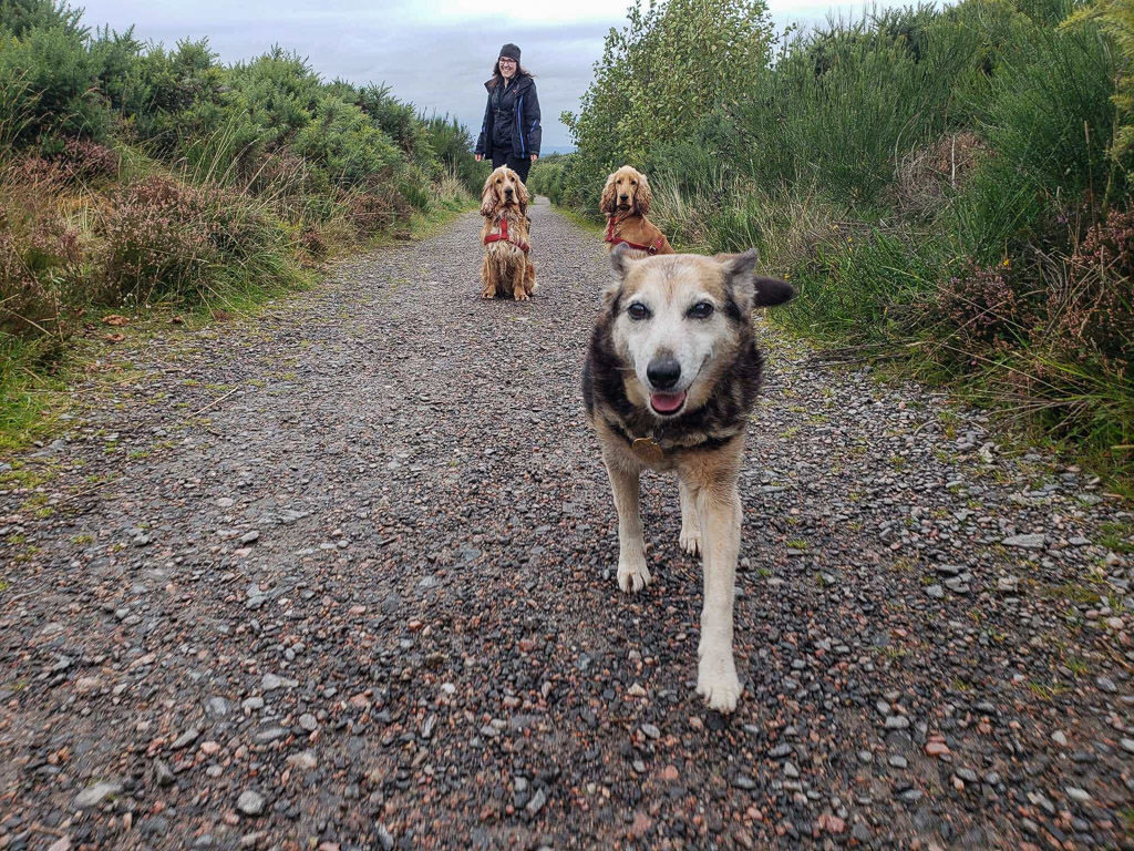 walking three dogs we pet sat for through trusted housesitters in scotland