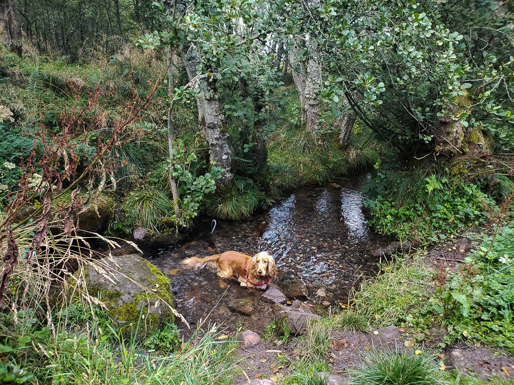 dog in water on  trail in inverness scotland