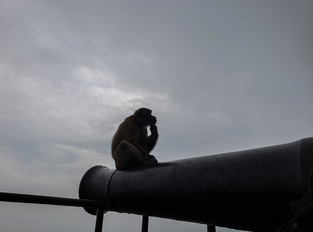 Barbary Macaques monkey in gibraltar on cannon