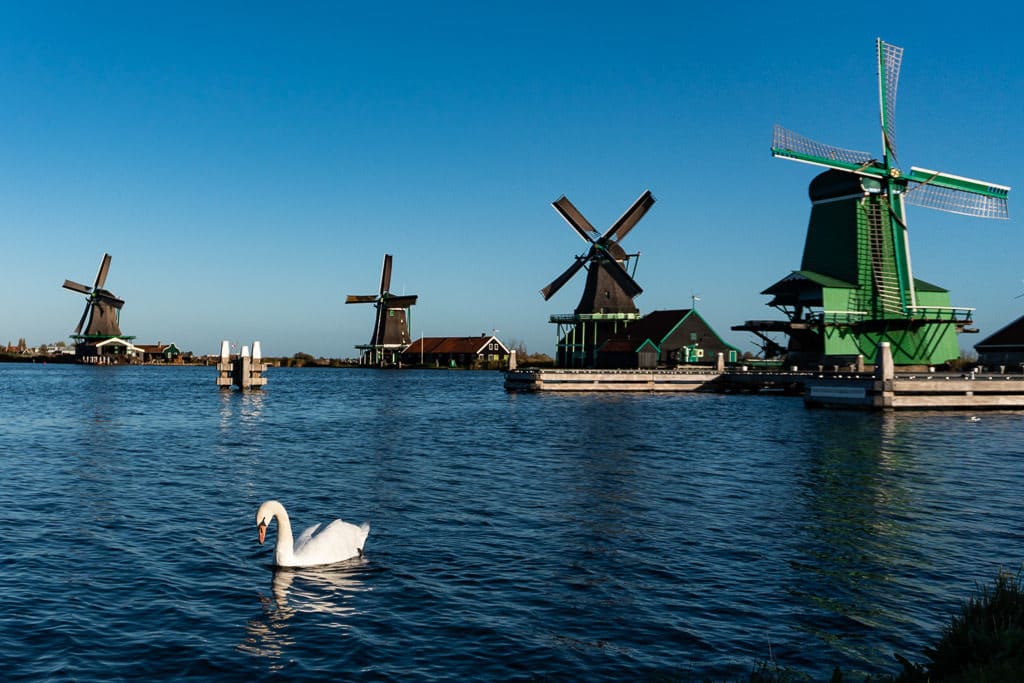 windmills and swan in zaanse shans on day trip from amsterdam