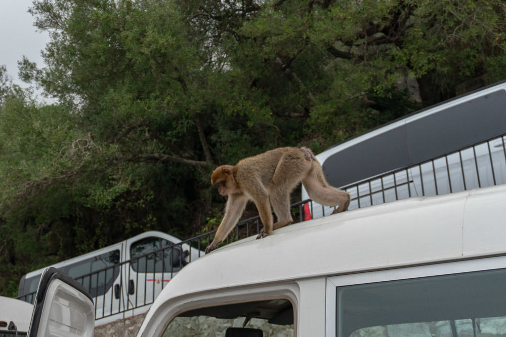 Gibraltar monkey on top of a tour van