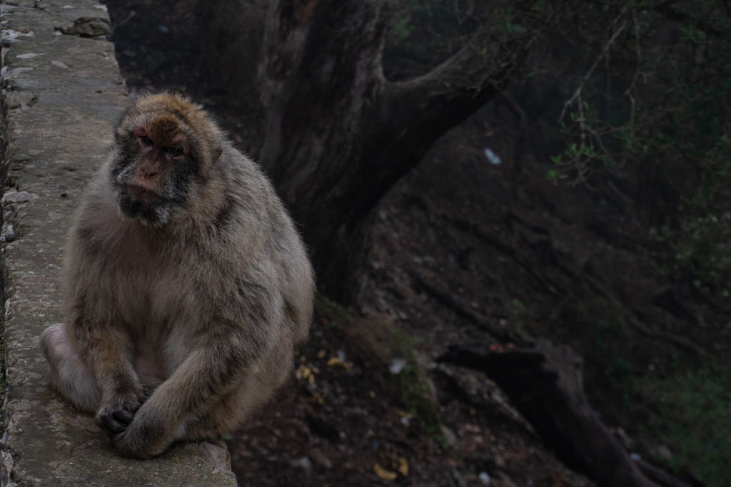 big Barbary Macaques monkey in gibraltar