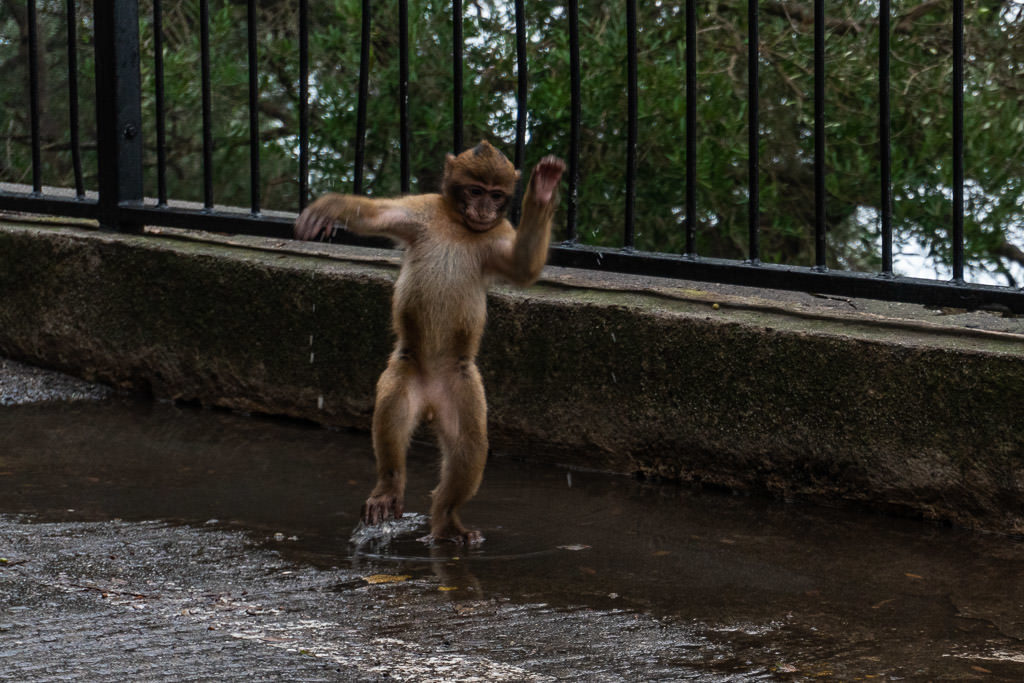 baby Barbary Macaques monkey playing in a puddle in gibraltar