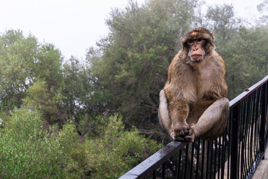 Barbary Macaques monkey in gibraltar on railing