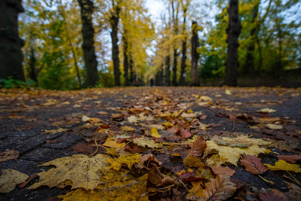 autumn leaves on sidewalk in bruges belgium